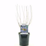 CVETOČA GRMOVNICA KOPRIVČEK L 2L