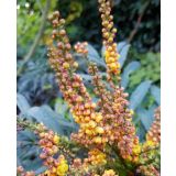 CVETOČA GRMOVNICA MAHONIA EUR. VOLCANO L19 CM
