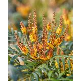 CVETOČA GRMOVNICA MAHONIA EUR. VOLCANO L19 CM
