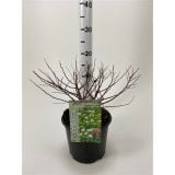 CVETOČA GRMOVNICA MEDVEJKA TOR GOLD L19