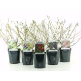 CVETOČA GRMOVNICA METULJNIK L2 L