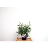 CVETOČA GRMOVNICA METULJNIK SUMMER TEENS L19