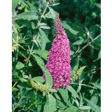 CVETOČA GRMOVNICA METULJNIK SUMMER TEENS L19