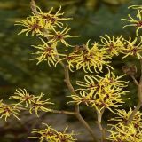 CVETOČA GRMOVNICA NEPOZEBNIK (HAMAMELIS) L21 CM