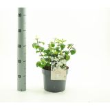 CVETOČA GRMOVNICA NEPRAVI JASMIN SNOW BELLE L3 L