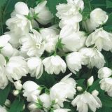 CVETOČA GRMOVNICA NEPRAVI JASMIN SNOW BELLE L3 L