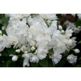 CVETOČA GRMOVNICA NEPRAVI JASMIN SNOW BELLE L3 L