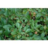 CVETOČA GRMOVNICA PANEŠLJICA (COTONEASTER DAM. MAJOR) L14 CM