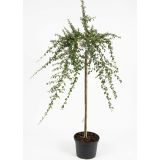 CVETOČA GRMOVNICA PANEŠPLJICA (COTON. DAMMERI) NA DEBLU L27 CM