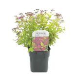 CVETOČA GRMOVNICA PRITLIKAVA JAPONSKA MEDVEJKA