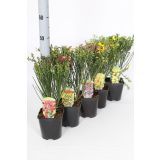 CVETOČA GRMOVNICA RELIČNIK (CYTISUS) L14 CM