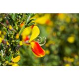 CVETOČA GRMOVNICA RELIČNIK (CYTISUS) L14 CM