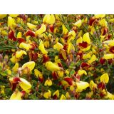 CVETOČA GRMOVNICA RELIČNIK (CYTISUS) L14 CM