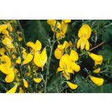 CVETOČA GRMOVNICA RELIČNIK (CYTISUS) L14 CM