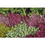 CVETOČA GRMOVNICA RESA (ERICA DARLEYENSIS) L9 CM