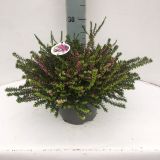 CVETOČA GRMOVNICA RESA (ERICA DARLEYENSIS) TRIO L19 CM