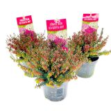 CVETOČA GRMOVNICA RESA (ERICA WINTERLADIES) L 9.5 CM