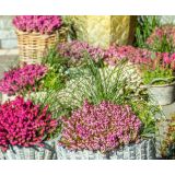 CVETOČA GRMOVNICA RESA (ERICA DARLEYENSIS) L9 CM