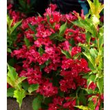 CVETOČA GRMOVNICA VAJGELIJA L2 L