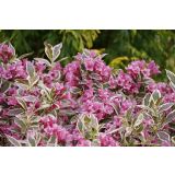 CVETOČA GRMOVNICA VAJGELIJA L2 L