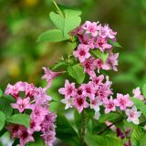 CVETOČA GRMOVNICA VAJGELIJA L2 L