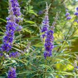 CVETOČA GRMOVNICA VITEX AGNUS DELTA BLUES (NAVADNA KONOPLJIKA) L23