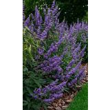 CVETOČA GRMOVNICA VITEX AGNUS DELTA BLUES (NAVADNA KONOPLJIKA) L23