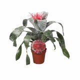 CVETOČA SOBNA RASTLINA AECHMEA NATURE