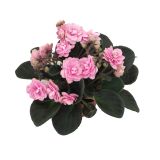 VIJOLICA AFRIŠKA L12