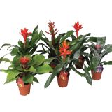 CVETOČA RASTLINA AHMEJA MIX L12