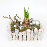 CVETOČA RASTLINA AMARILIS DEKORIRAN