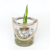 CVETOČA RASTLINA AMARILIS V STEKLU