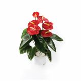FLAMINGOVEC ANTHURIUM ANDREANUM RED CHAMPION L14