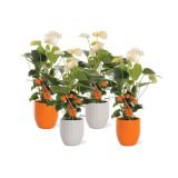 CVETOČA RASTLINA ANTHURIUM NOČ ČAROVNIC