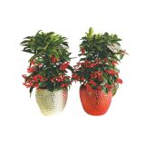 CVETOČA RASTLINA ARDISIA