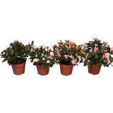 CVETOČA RASTLINA AZALEA FLANDRESSE
