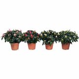 CVETOČA RASTLINA AZALEA MIX V LONČKU FI 12 PREMER KROŠNJE 17-20 CM