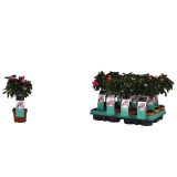 CVETOČA RASTLINA AZALEJA NA STEBLU L9