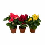 BEGONIJA VOLCANO MIX L12