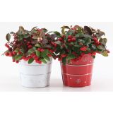 TRAJNICA BOŽIČNA GAULTHERIA L12 V LONČKU