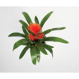 CVETOČA SOBNA RASTLINA BROMELIJA PEACH L.12 VRIESEA INTENSO PEACH