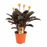 KALATEJA CROCATA L14