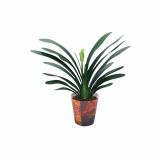 CVETOČA SOBNA RASTLINA CLIVIA MINIATA