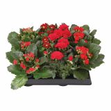 CVETOČA SOBNA RASTLINA CVETOČI MIX