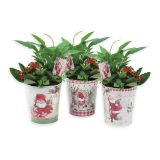 CVETOČA RASTLINA CVETOČI NASAD CINK NOVO LETO