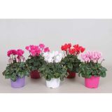 CIKLAMA SUPER SERIES L12