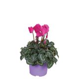 CIKLAMA SUPER SERIES L12