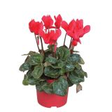 CIKLAMA SUPER SERIES L12