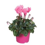 CIKLAMA SUPER SERIES L12