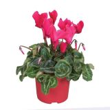 CIKLAMA SUPER SERIES L12